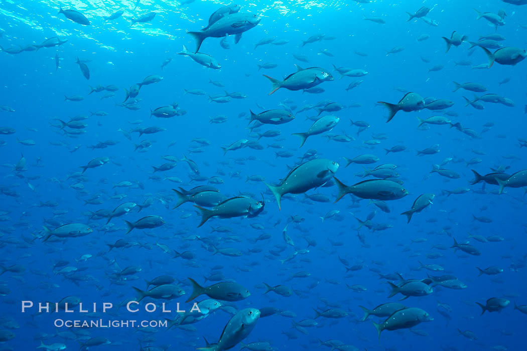 Pacific creolefish form immense schools and are a source of food for predatory fishes. Darwin Island, Galapagos Islands, Ecuador, Paranthias colonus, natural history stock photograph, photo id 16438