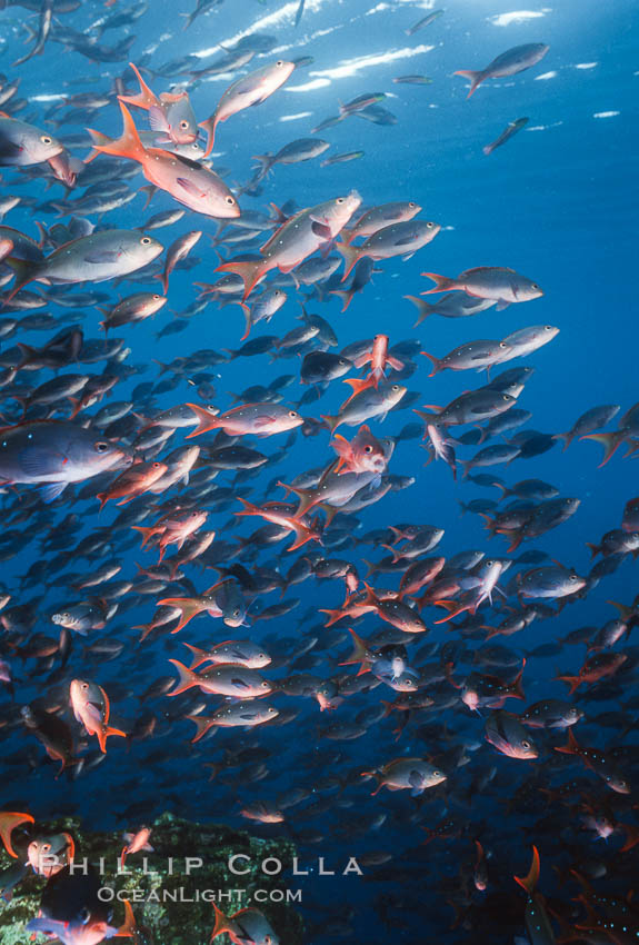 Pacific creolefish. Cousins, Galapagos Islands, Ecuador, Paranthias colonus, natural history stock photograph, photo id 02736