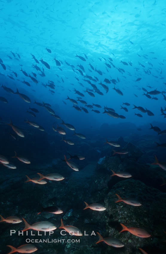 Pacific creolefish. Cousins, Galapagos Islands, Ecuador, Paranthias colonus, natural history stock photograph, photo id 07056