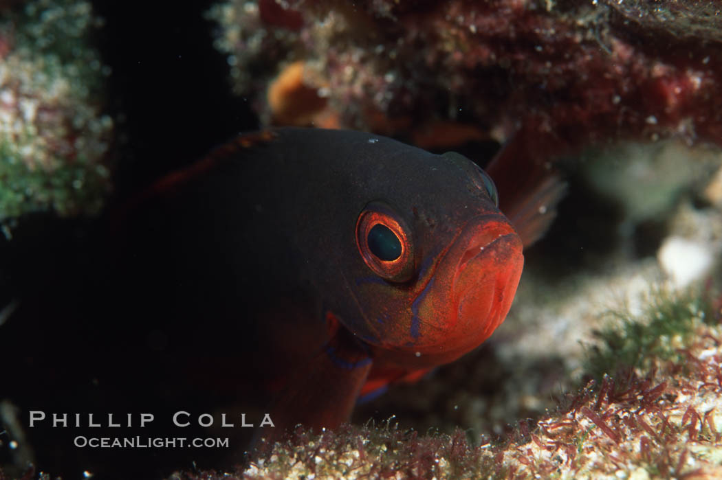 Pacific Creolefish hides in reef crevices at night, Sea of Cortez near La Paz., Paranthias colonus, natural history stock photograph, photo id 07104