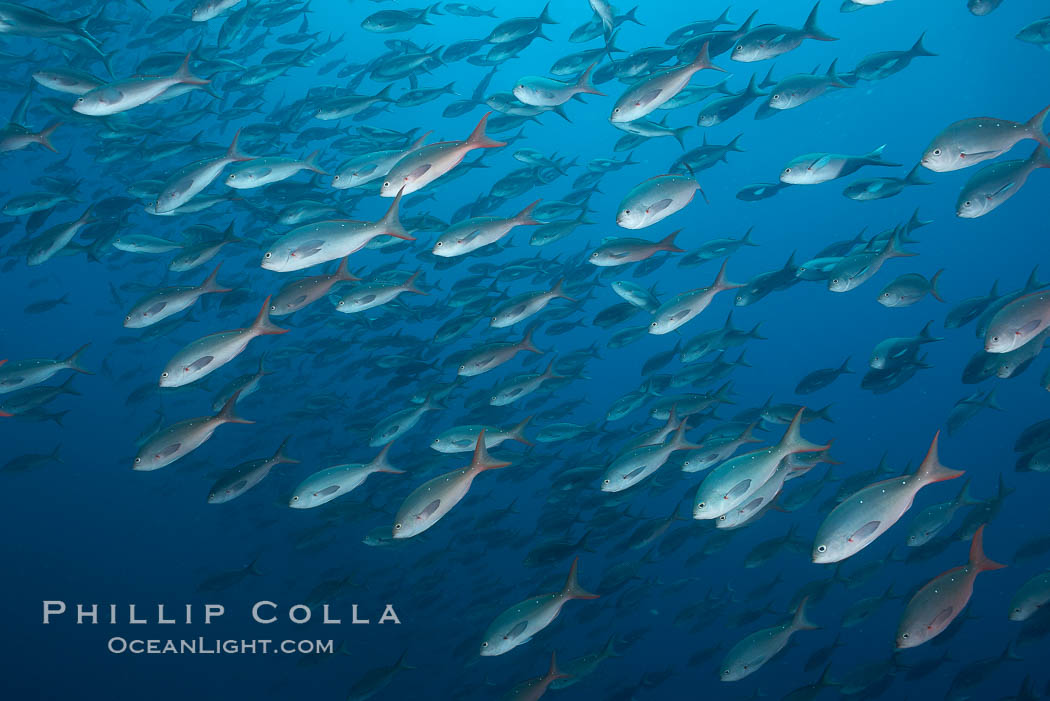 Pacific creolefish form immense schools and are a source of food for predatory fishes. Darwin Island, Galapagos Islands, Ecuador, Paranthias colonus, natural history stock photograph, photo id 16435