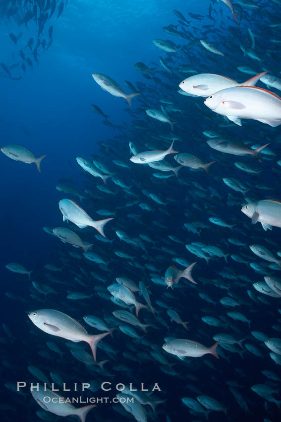 Pacific creolefish form immense schools and are a source of food for predatory fishes. Darwin Island, Galapagos Islands, Ecuador, Paranthias colonus, natural history stock photograph, photo id 16441