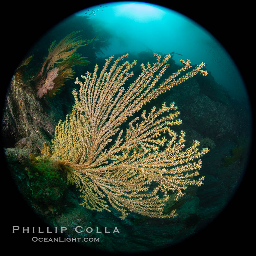 Parasitic zoanthid anemones cover and encrust and overwhelm a golden gorgonian, Catalina Head. Catalina Island, California, USA, Parazoanthus lucificum, Savalia lucifica, natural history stock photograph, photo id 37294