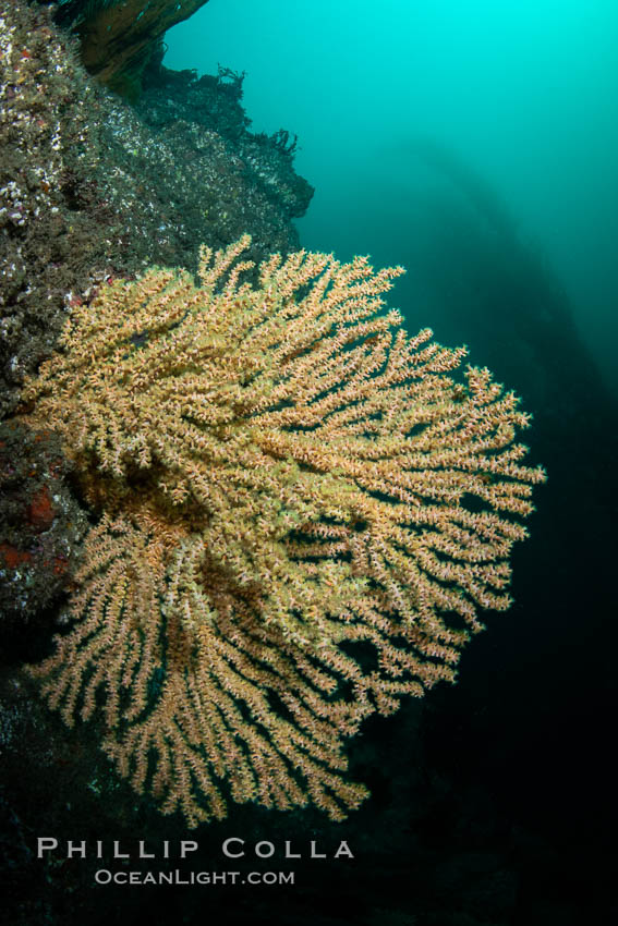 Parasitic zoanthid anemones cover and encrust and overwhelm a golden gorgonian, Catalina Head. Catalina Island, California, USA, Parazoanthus lucificum, Savalia lucifica, natural history stock photograph, photo id 37293