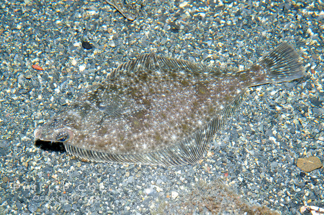 English sole., Parophrys vetulus, natural history stock photograph, photo id 16963