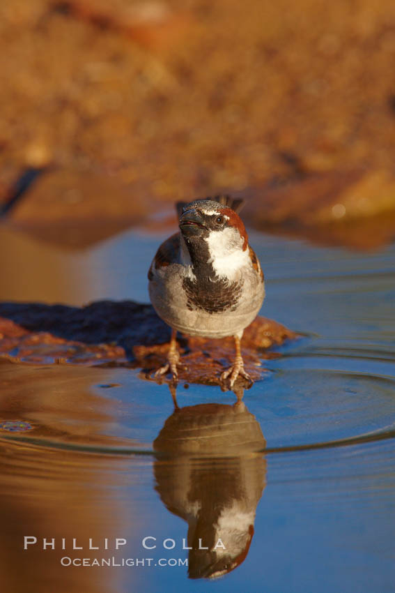 House sparrow, breeding male. Amado, Arizona, USA, Passer domesticus, natural history stock photograph, photo id 23027