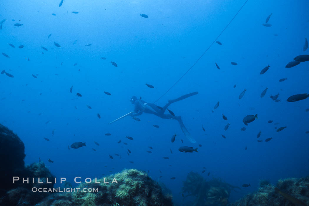 Pat Guasco spearfishing over seamount, Islas San Benito. San Benito Islands (Islas San Benito), Baja California, Mexico, natural history stock photograph, photo id 02387