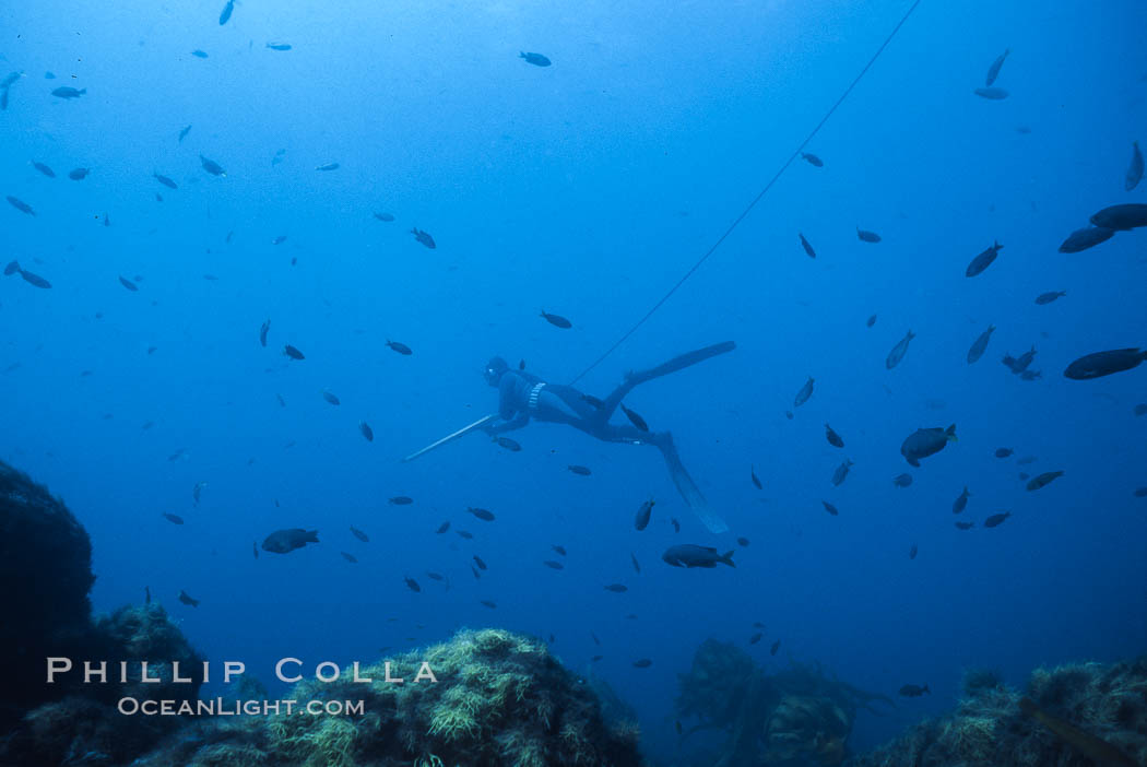 Pat Guasco spearfishing over seamount, Islas San Benito. San Benito Islands (Islas San Benito), Baja California, Mexico, natural history stock photograph, photo id 02387