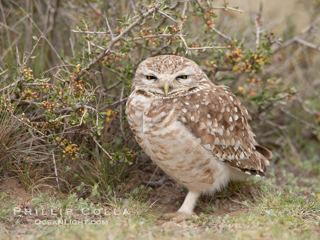 Patagonian burrowing owl, Athene cunicularia, Valdes Peninsula, Argentina. Puerto Piramides, Chubut, natural history stock photograph, photo id 38423