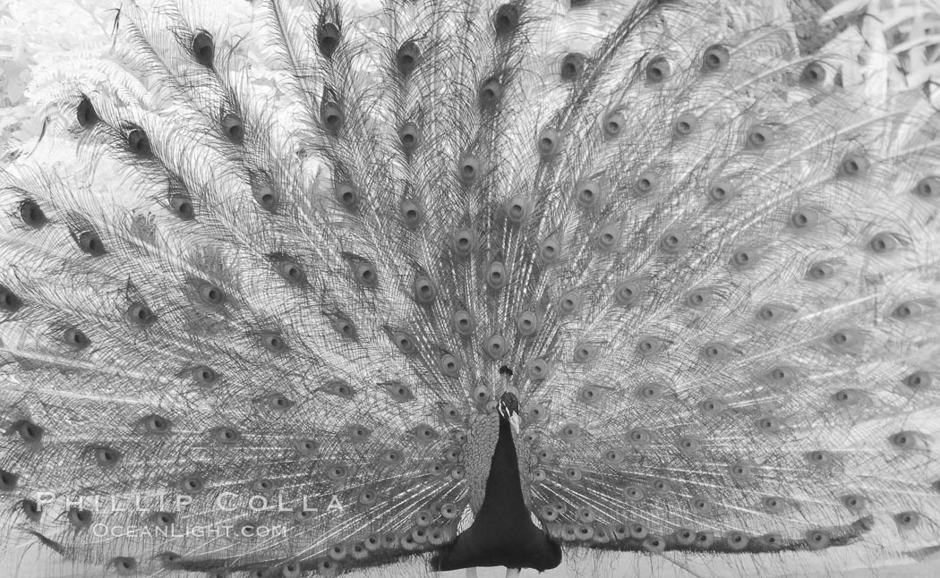 Peacock, male in display, infrared. Balboa Park, San Diego, California, USA, natural history stock photograph, photo id 23102