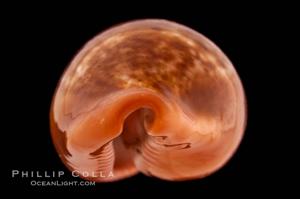 Pear Cowrie., Cypraea pyrum, natural history stock photograph, photo id 08250