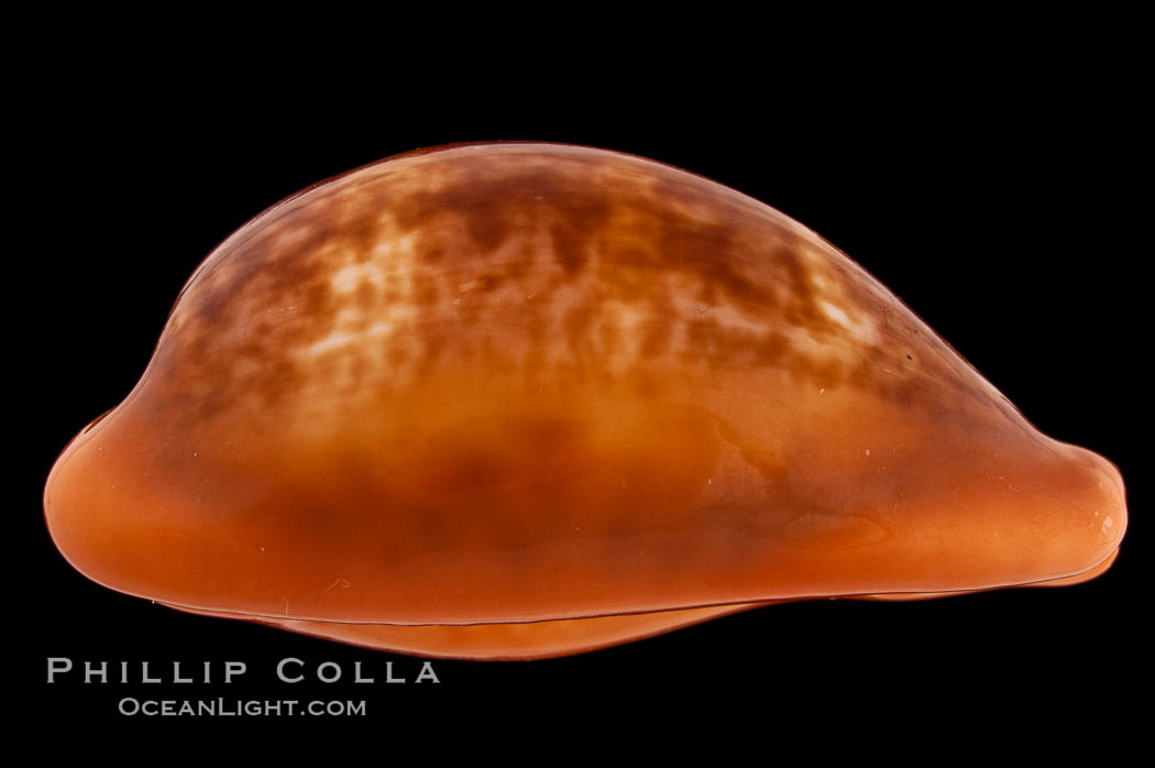 Pear Cowrie., Cypraea pyrum, natural history stock photograph, photo id 08249