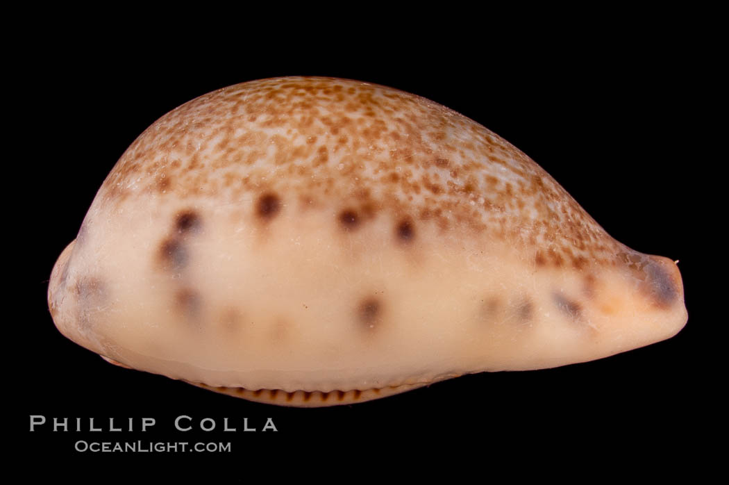 Pear-shaped Cowrie., Cypraea pyriformis, natural history stock photograph, photo id 08053