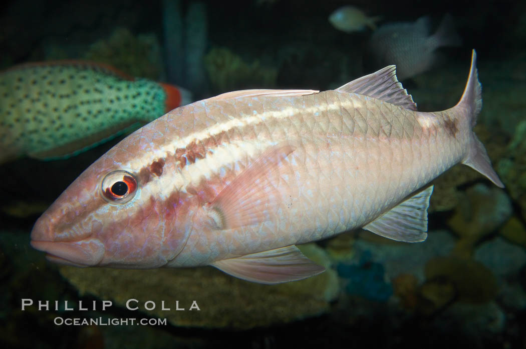 Pearly goatfish., Parapeneus margaritatus, natural history stock photograph, photo id 12950