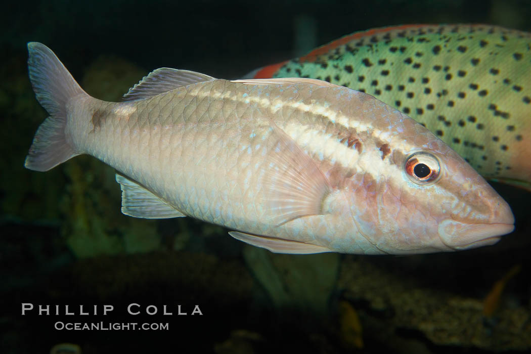 Pearly goatfish., Parapeneus margaritatus, natural history stock photograph, photo id 12951