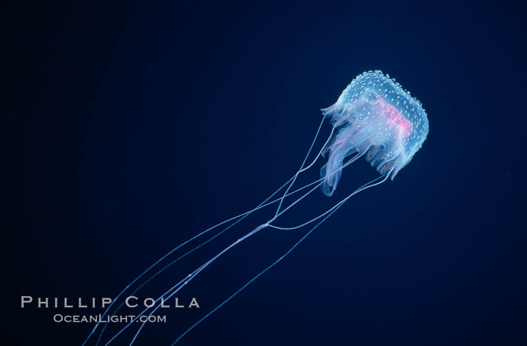 Purple jellyfish, open ocean. Guadalupe Island (Isla Guadalupe), Baja California, Mexico, Pelagia noctiluca, natural history stock photograph, photo id 06204