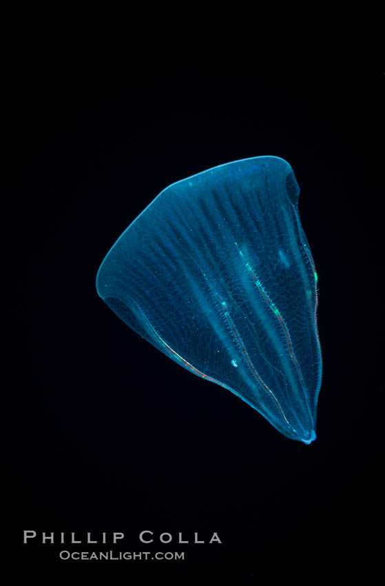 Ctenophore (comb jelly), open ocean. Guadalupe Island (Isla Guadalupe), Baja California, Mexico, Beroe forskalii, natural history stock photograph, photo id 06213