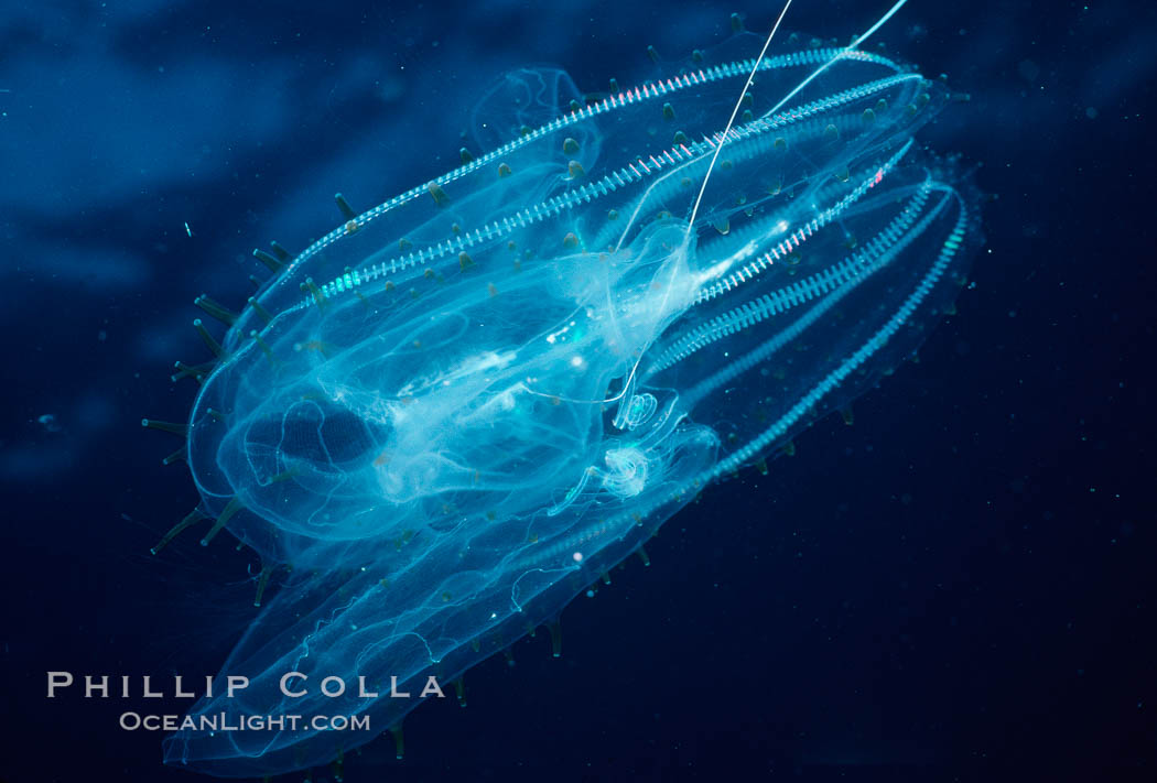 Pelagic ctenophore (lobate comb jelly). San Diego, California, USA, Leucothea pulchra, natural history stock photograph, photo id 02496