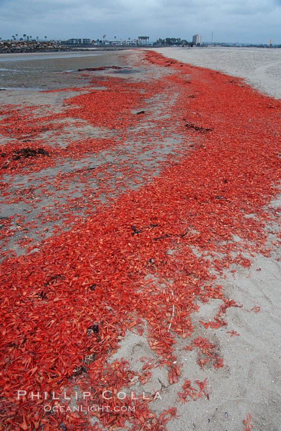 Pelagic red tuna crabs, washed ashore to form dense piles on the beach. Ocean Beach, California, USA, Pleuroncodes planipes, natural history stock photograph, photo id 06078