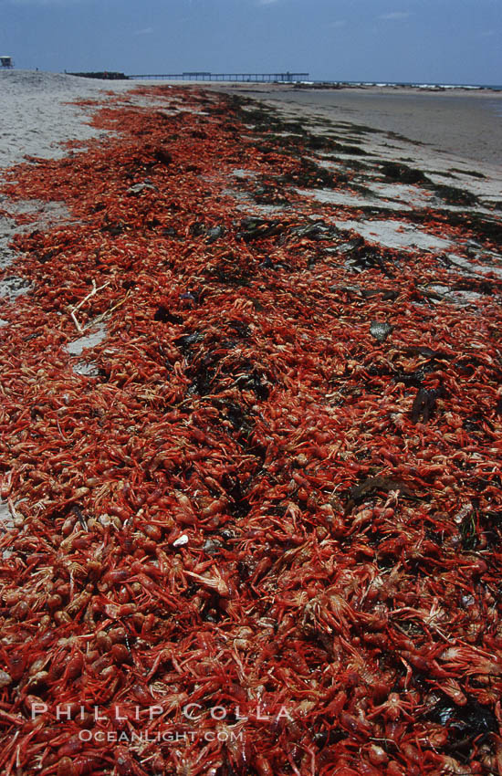 Pelagic red tuna crabs, washed ashore to form dense piles on the beach. San Diego, California, USA, Pleuroncodes planipes, natural history stock photograph, photo id 06082