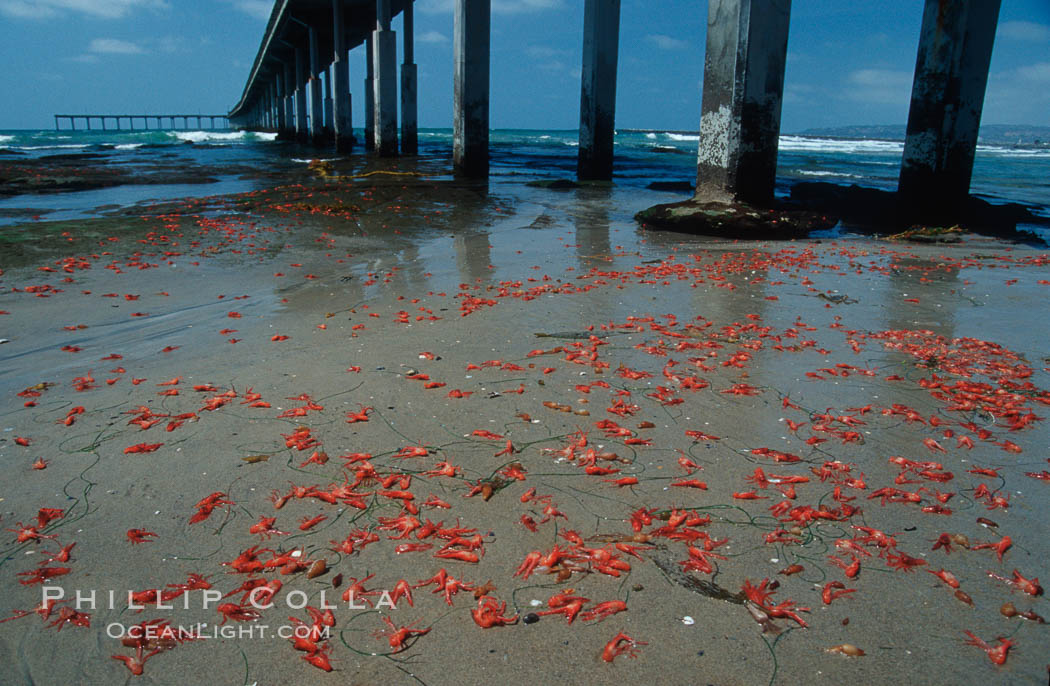 Pelagic red tuna crabs, washed ashore to form dense piles on the beach. Ocean Beach, California, USA, Pleuroncodes planipes, natural history stock photograph, photo id 06076