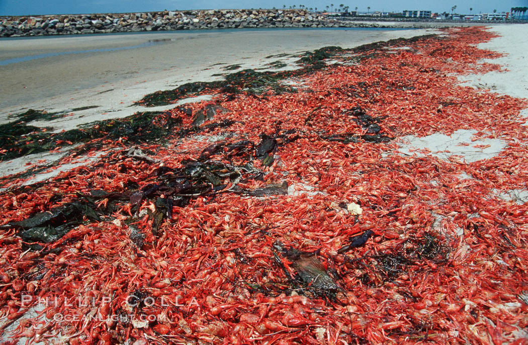 Pelagic red tuna crabs, washed ashore to form dense piles on the beach. Ocean Beach, California, USA, Pleuroncodes planipes, natural history stock photograph, photo id 06080