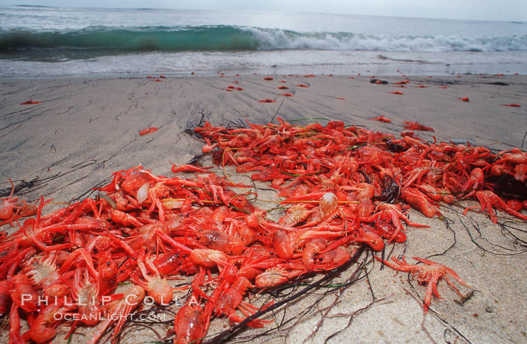 Pelagic red tuna crabs, washed ashore to form dense piles on the beach. Ocean Beach, California, USA, Pleuroncodes planipes, natural history stock photograph, photo id 06088
