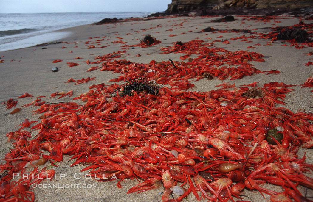 Pelagic red tuna crabs, washed ashore to form dense piles on the beach. San Diego, California, USA, Pleuroncodes planipes, natural history stock photograph, photo id 06085