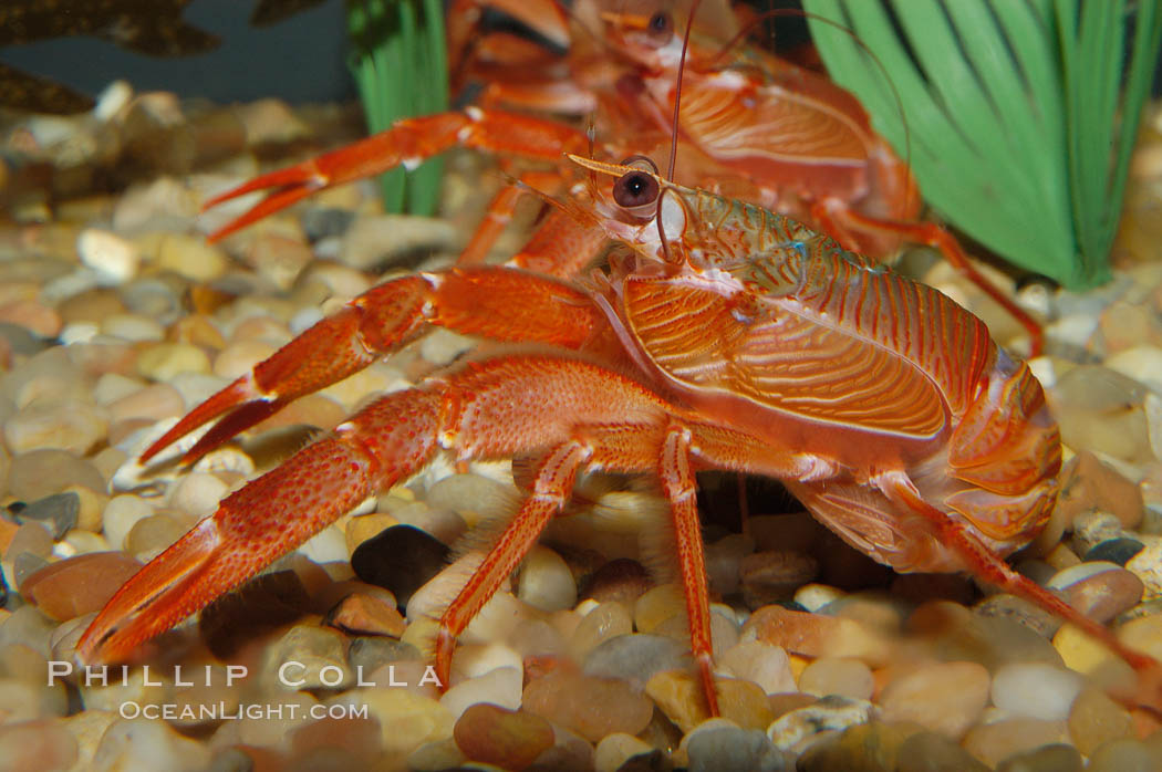 Pelagic Red Crab. Red tuna crab., Pleuroncodes planipes, natural history stock photograph, photo id 09241