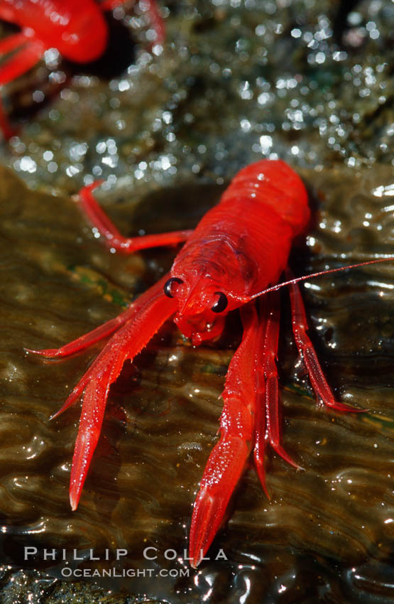 Pelagic red tuna crabs, washed ashore in tidepool. Ocean Beach, California, USA, Pleuroncodes planipes, natural history stock photograph, photo id 06066