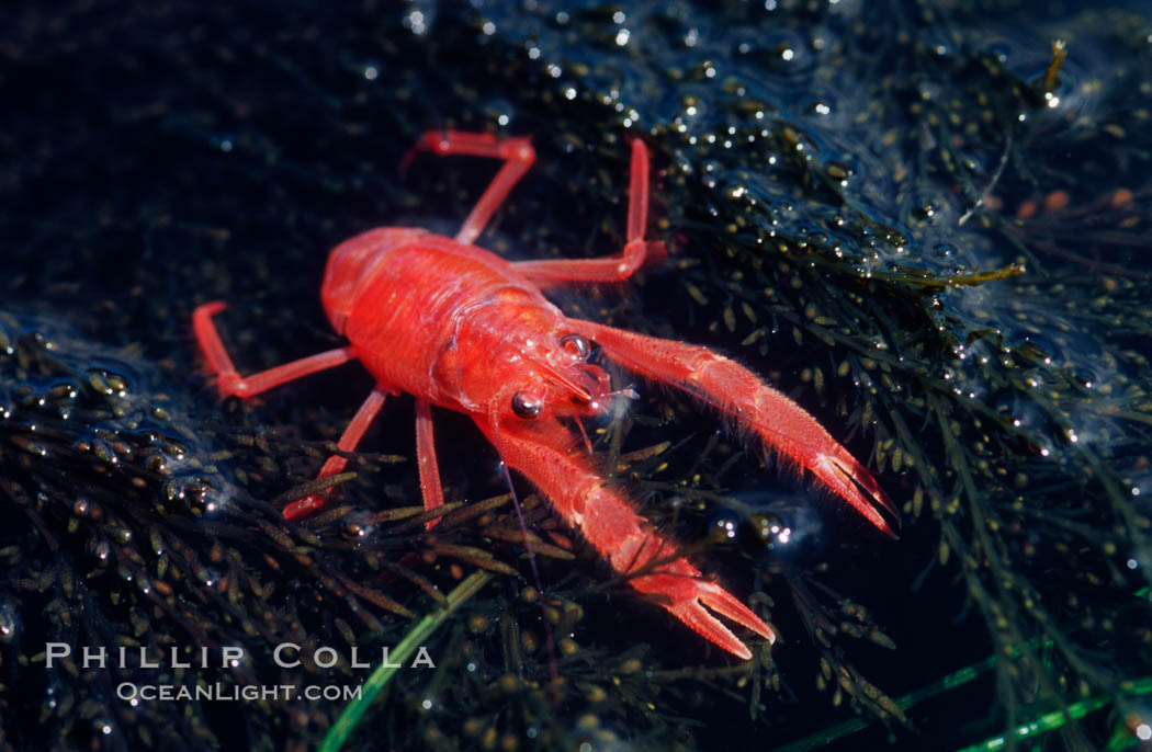 Pelagic red tuna crabs, washed ashore in tidepool. Ocean Beach, California, USA, Pleuroncodes planipes, natural history stock photograph, photo id 06064