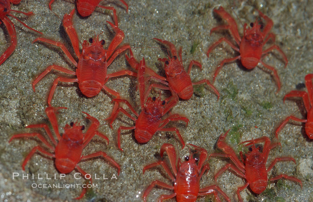 Pelagic red tuna crabs, washed ashore in tidepool. San Diego, California, USA, Pleuroncodes planipes, natural history stock photograph, photo id 06063