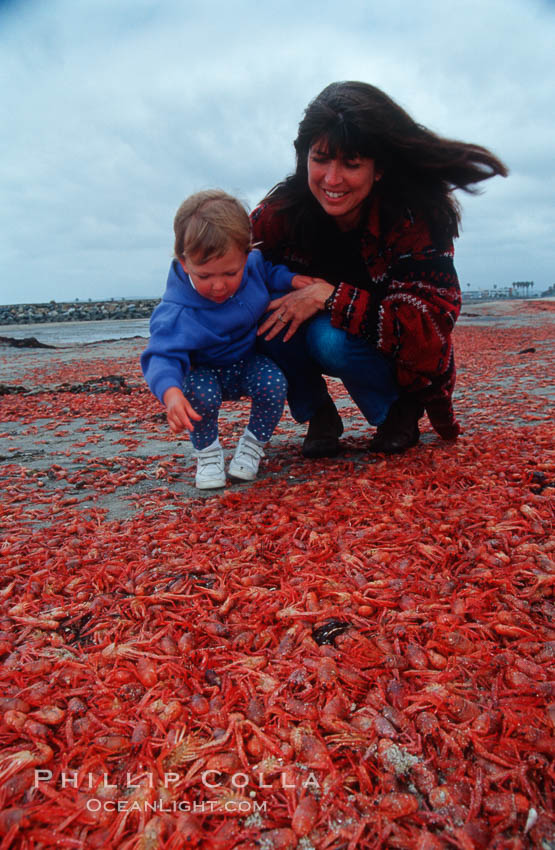 Pelagic red tuna crabs, washed ashore to form dense piles on the beach. Ocean Beach, California, USA, Pleuroncodes planipes, natural history stock photograph, photo id 06067