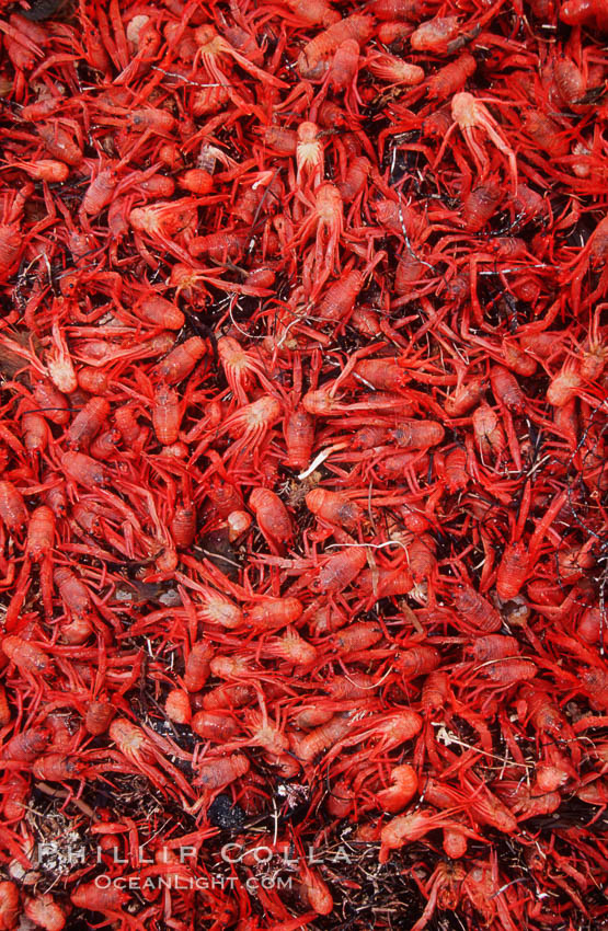 Pelagic red tuna crabs, washed ashore to form dense piles on the beach. Ocean Beach, California, USA, Pleuroncodes planipes, natural history stock photograph, photo id 06071
