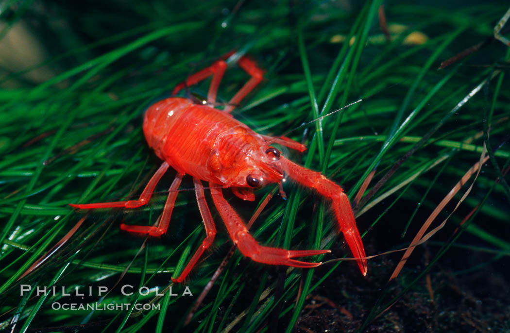 Pelagic red tuna crabs, washed ashore in tidepool. Ocean Beach, California, USA, Pleuroncodes planipes, natural history stock photograph, photo id 06065