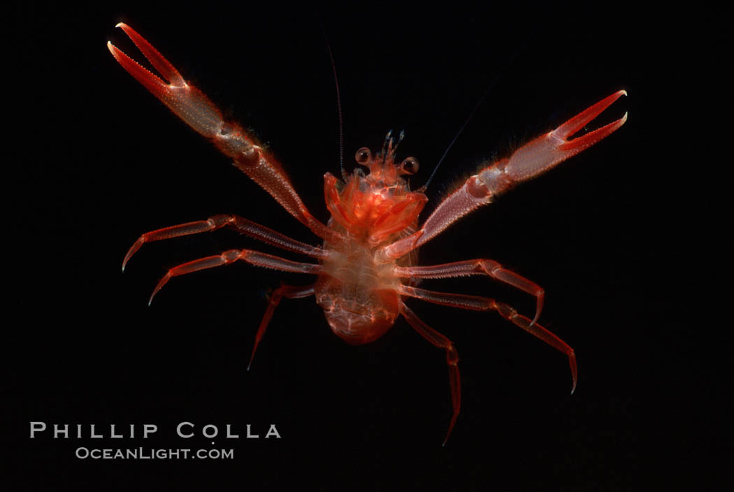 Pelagic red tuna crab. San Diego, California, USA, Pleuroncodes planipes, natural history stock photograph, photo id 05396