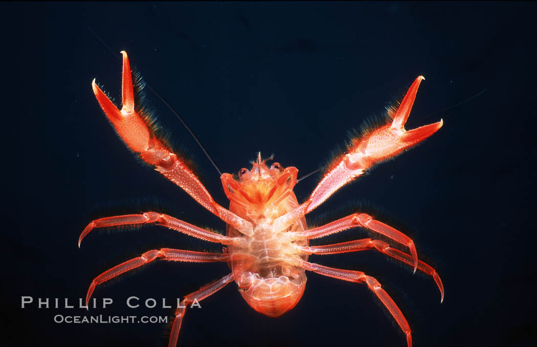 Pelagic red tuna crab, showing appendage hairs, open ocean. San Diego, California, USA, Pleuroncodes planipes, natural history stock photograph, photo id 06060
