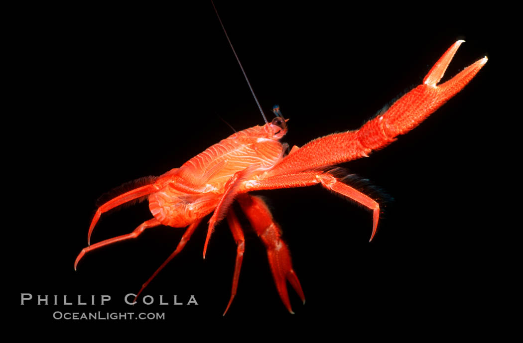 Pelagic red tuna crab, open ocean. San Diego, California, USA, Pleuroncodes planipes, natural history stock photograph, photo id 02249