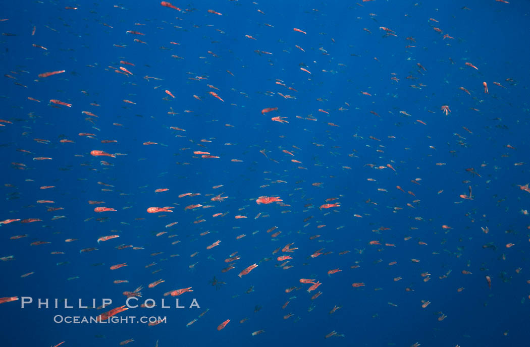 Pelagic red tuna crabs, Coronado Islands. Coronado Islands (Islas Coronado), Baja California, Mexico, Pleuroncodes planipes, natural history stock photograph, photo id 02353