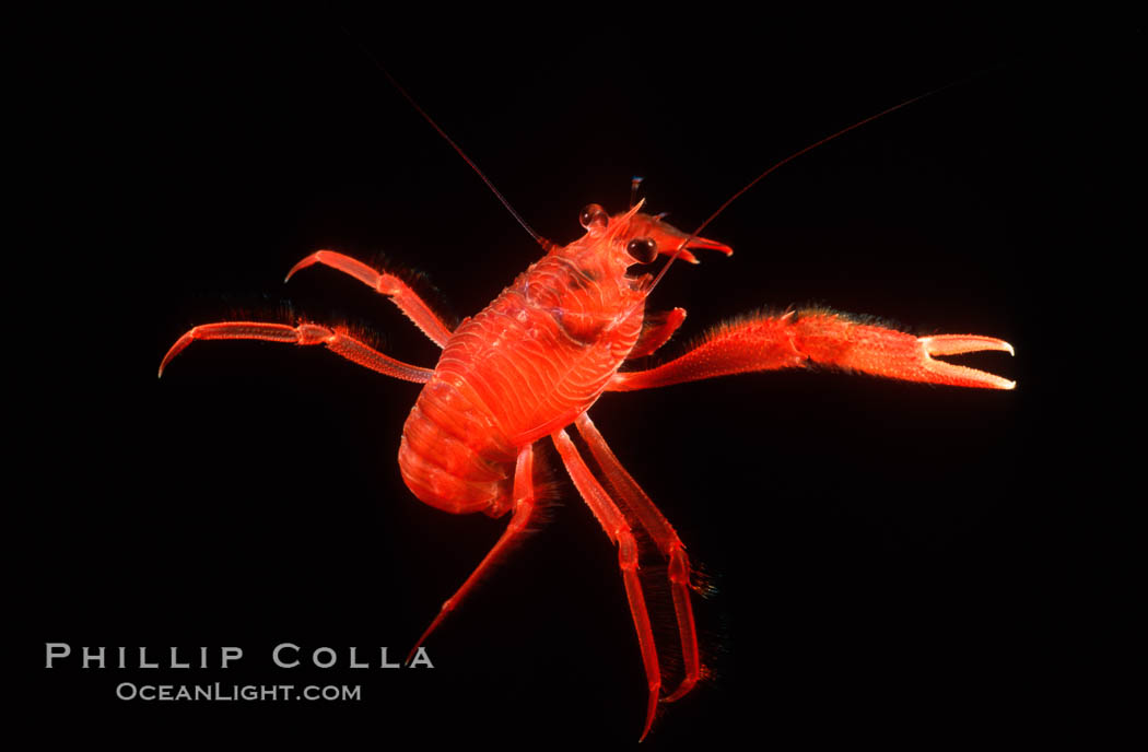 Pelagic red tuna crab. San Diego, California, USA, Pleuroncodes planipes, natural history stock photograph, photo id 05397