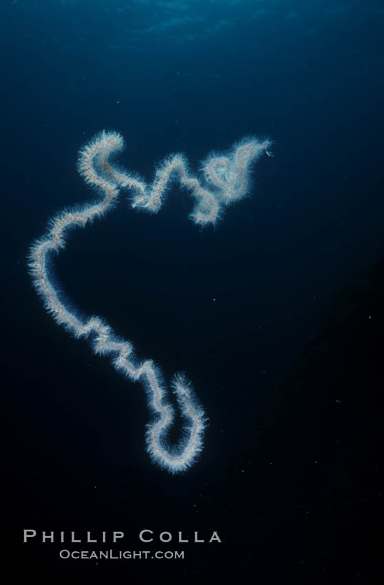 Pelagic siphonophore, one meter section. San Clemente Island, California, USA, Apolemia, natural history stock photograph, photo id 03828