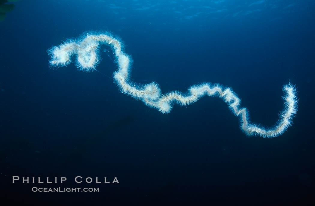 Pelagic siphonophore, one meter section. San Clemente Island, California, USA, Apolemia, natural history stock photograph, photo id 03832