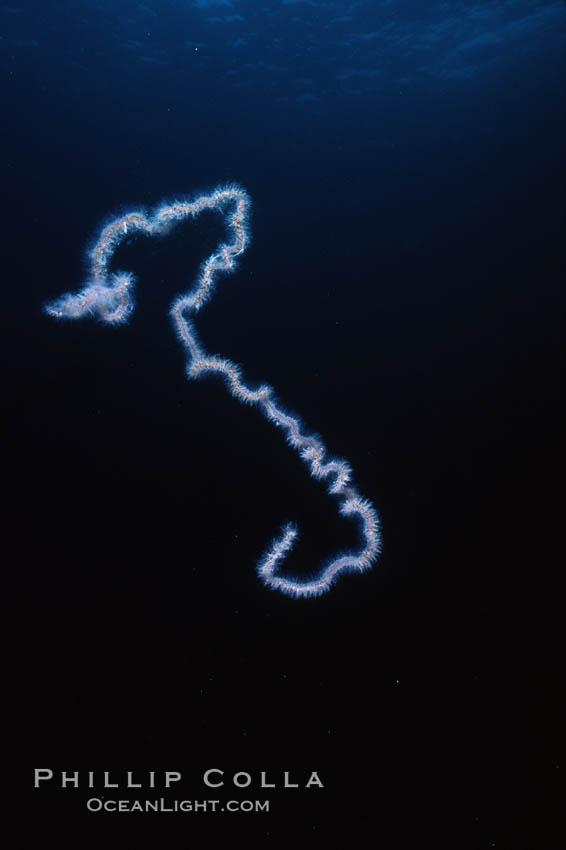 Pelagic siphonophore, one meter section. San Clemente Island, California, USA, Apolemia, natural history stock photograph, photo id 03831