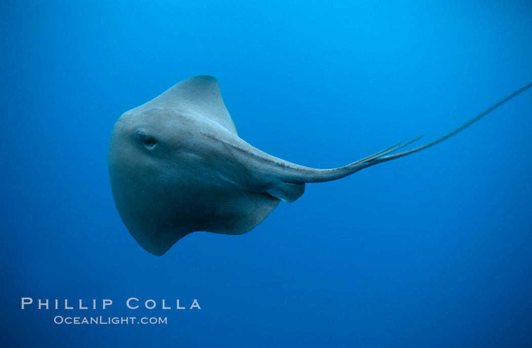 Pelagic stingray, open ocean. San Diego, California, USA, Pteroplatytrygon violacea, natural history stock photograph, photo id 04998