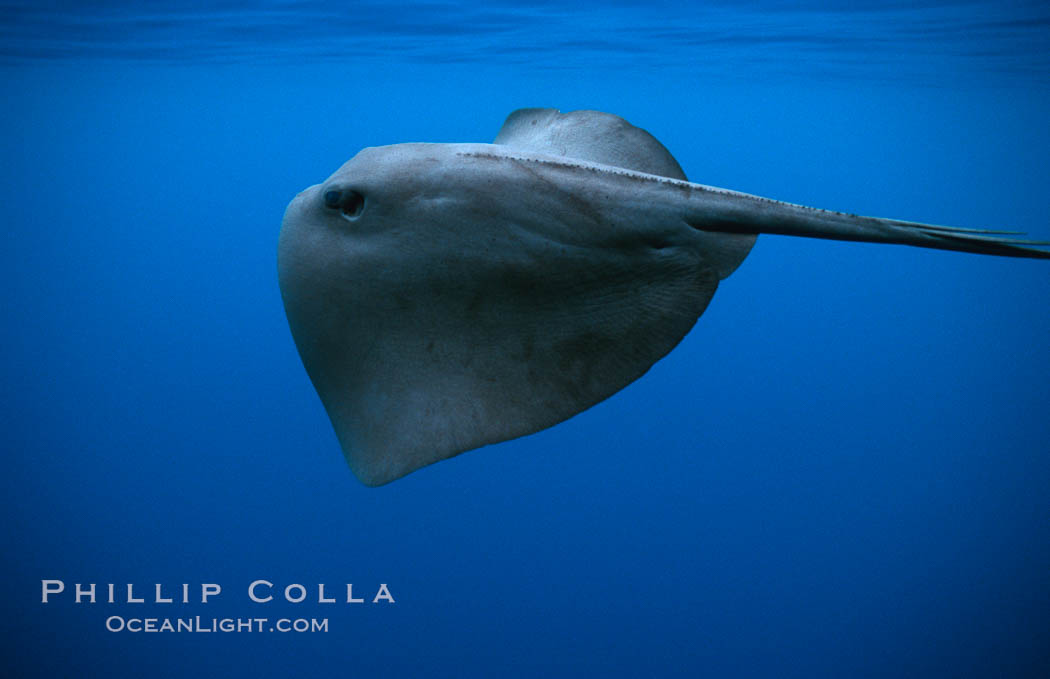 Pelagic stingray, open ocean. San Diego, California, USA, Pteroplatytrygon violacea, natural history stock photograph, photo id 02096