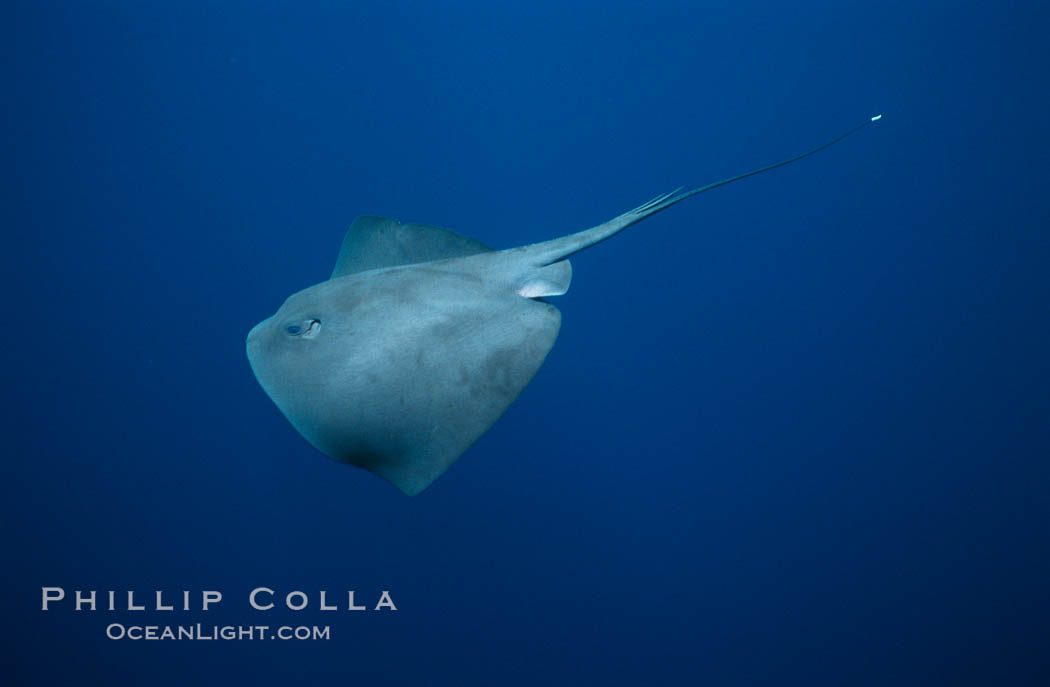 Pelagic stingray, open ocean. San Diego, California, USA, Pteroplatytrygon violacea, natural history stock photograph, photo id 02108