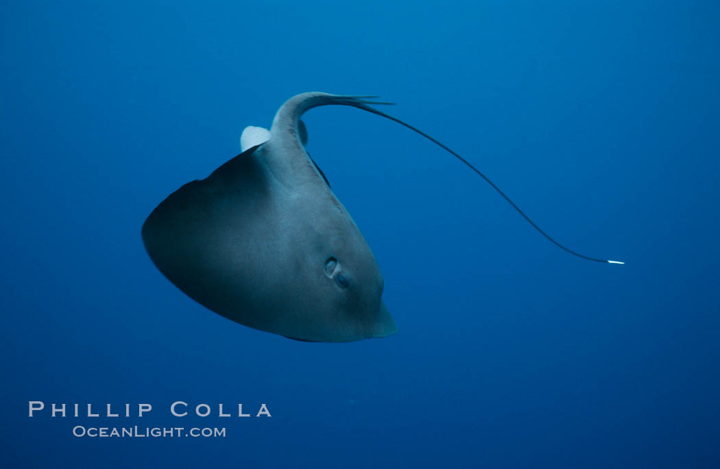 Pelagic stingray, open ocean. San Diego, California, USA, Pteroplatytrygon violacea, natural history stock photograph, photo id 05000