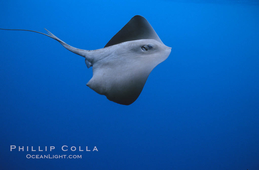 Pelagic stingray, open ocean. San Diego, California, USA, Pteroplatytrygon violacea, natural history stock photograph, photo id 02095