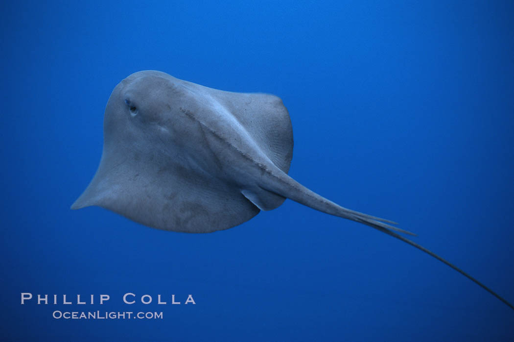 Pelagic stingray, open ocean. San Diego, California, USA, Pteroplatytrygon violacea, natural history stock photograph, photo id 04999