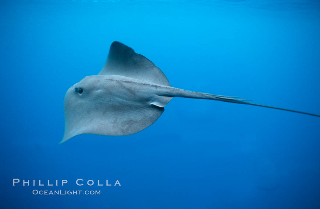 Pelagic stingray, open ocean. San Diego, California, USA, Pteroplatytrygon violacea, natural history stock photograph, photo id 04997